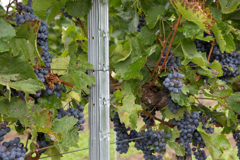 Steel Trellis Systems: The Sustainable Future of Viticulture Steel Trellis Systems: The Sustainable Future of Viticulture