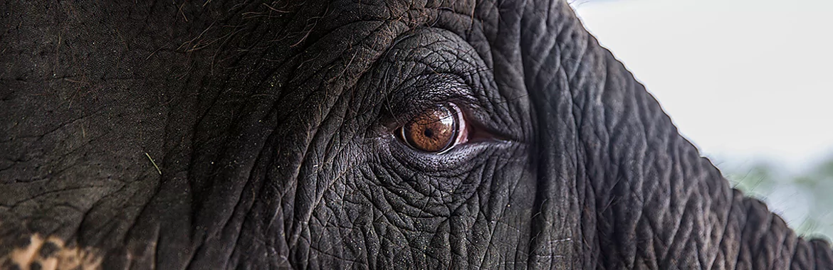 A Special Engineering Challenge: Creating a Prosthetic Leg for a 2,000 kg Elephant A Special Engineering Challenge: Creating a Prosthetic Leg for a 2,000 kg Elephant