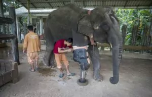 Mosha's prosthetic leg enables her to live a normal life. Mosha's prosthetic leg enables her to live a normal life.